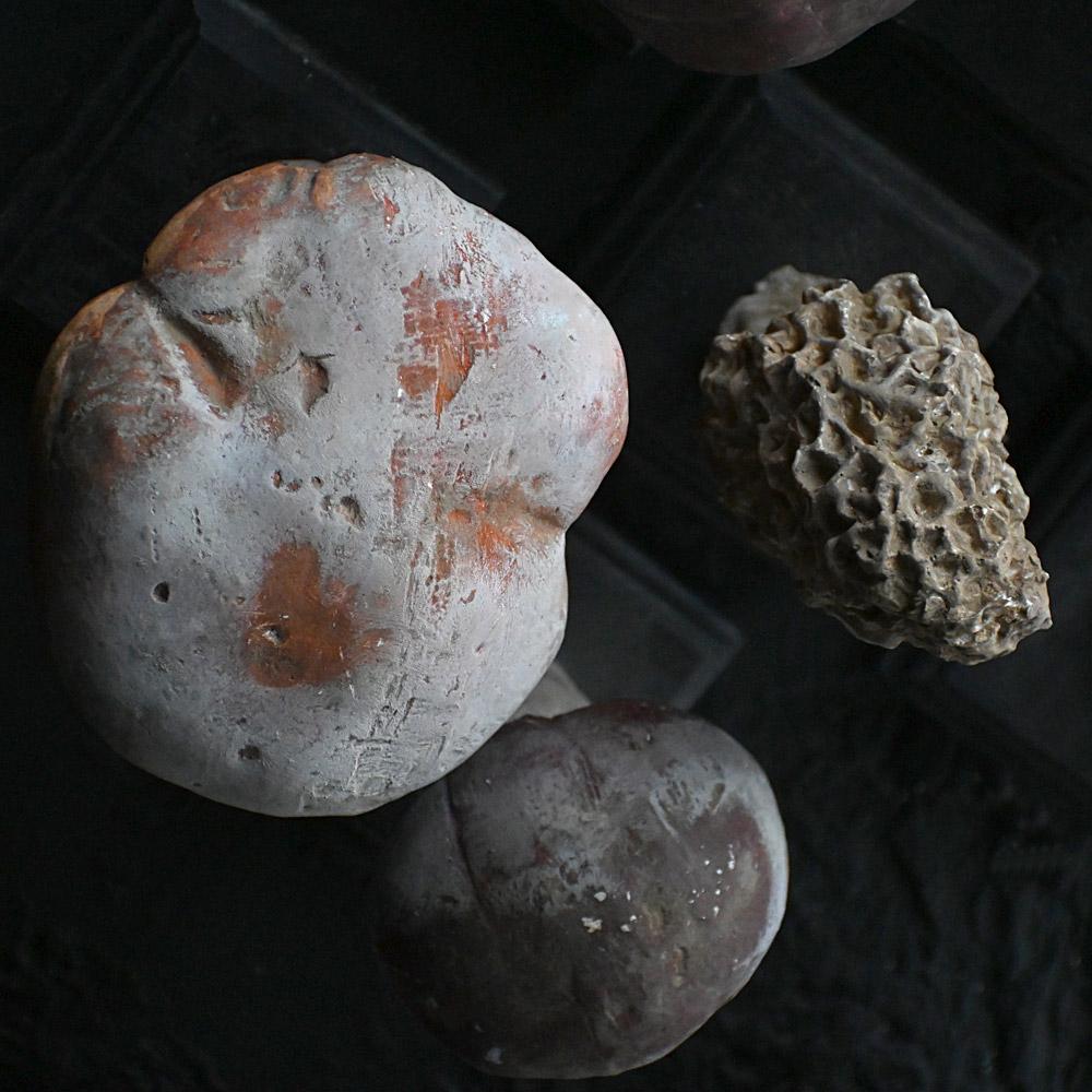 Un set di diciassette funghi scientifici/botanici realizzati a mano alla metà del XX secolo. in vendita 3