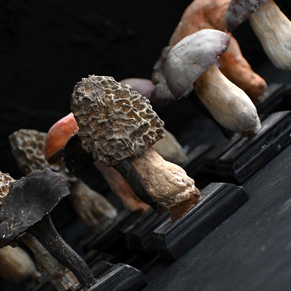 Un set di diciassette funghi scientifici/botanici realizzati a mano alla metà del XX secolo. in vendita 4