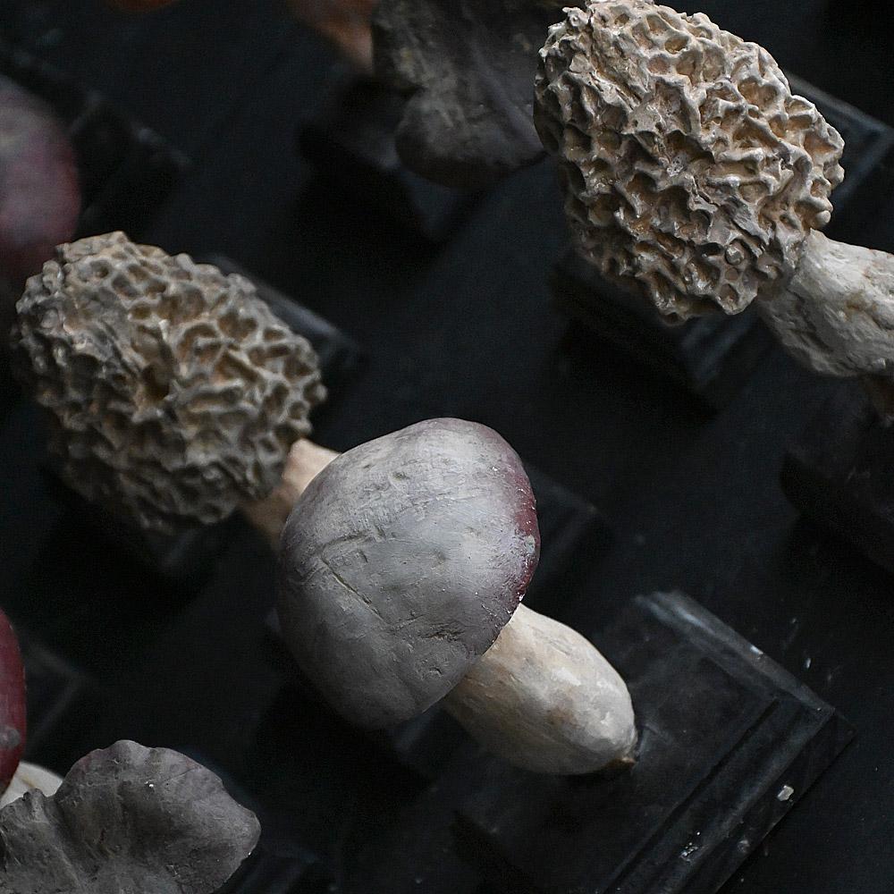 Un set di diciassette funghi scientifici/botanici realizzati a mano alla metà del XX secolo. in vendita 5