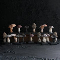 A set of seventeen mid-20th century hand crafted mushroom scientific/botanical