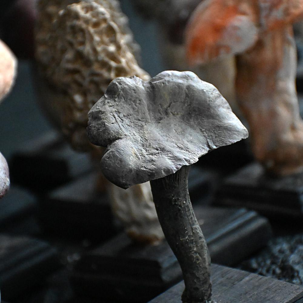 Mid-Century moderno Un set di diciassette funghi scientifici/botanici realizzati a mano alla metà del XX secolo. in vendita
