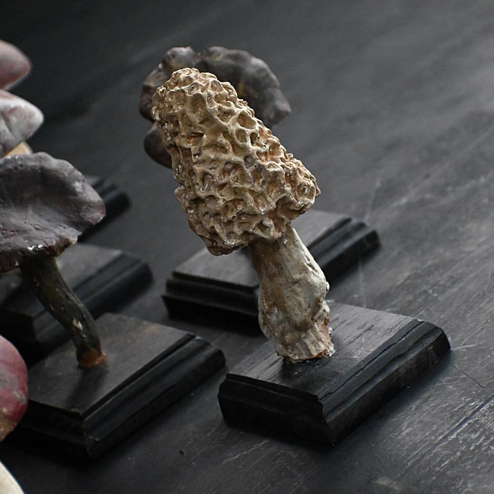 Fatto a mano Un set di diciassette funghi scientifici/botanici realizzati a mano alla metà del XX secolo. in vendita