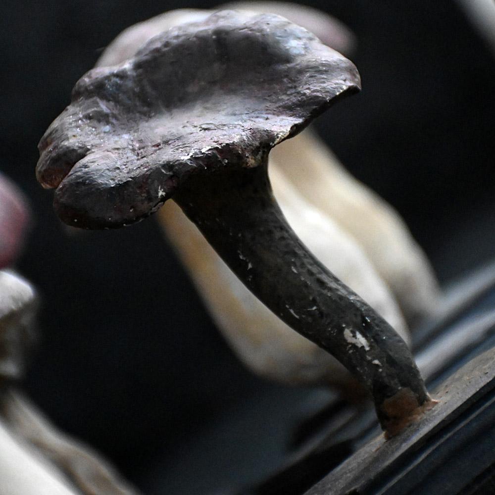 Metà XX secolo Un set di diciassette funghi scientifici/botanici realizzati a mano alla metà del XX secolo. in vendita