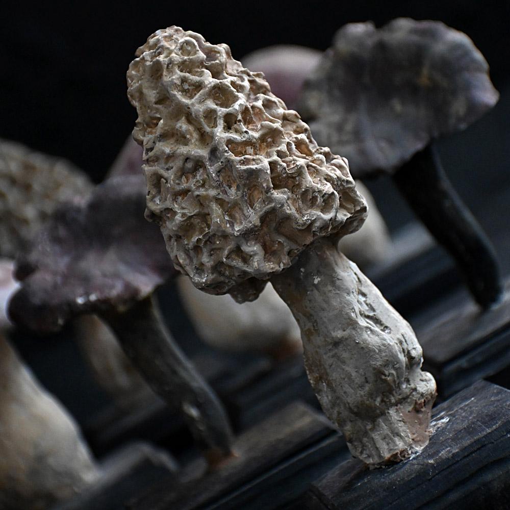 Intonaco Un set di diciassette funghi scientifici/botanici realizzati a mano alla metà del XX secolo. in vendita