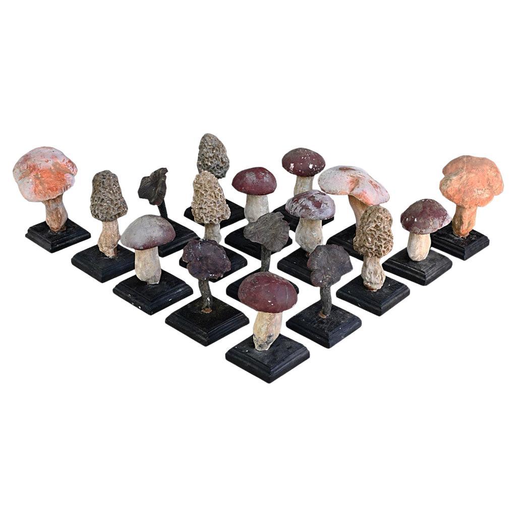 Un set di diciassette funghi scientifici/botanici realizzati a mano alla metà del XX secolo. in vendita
