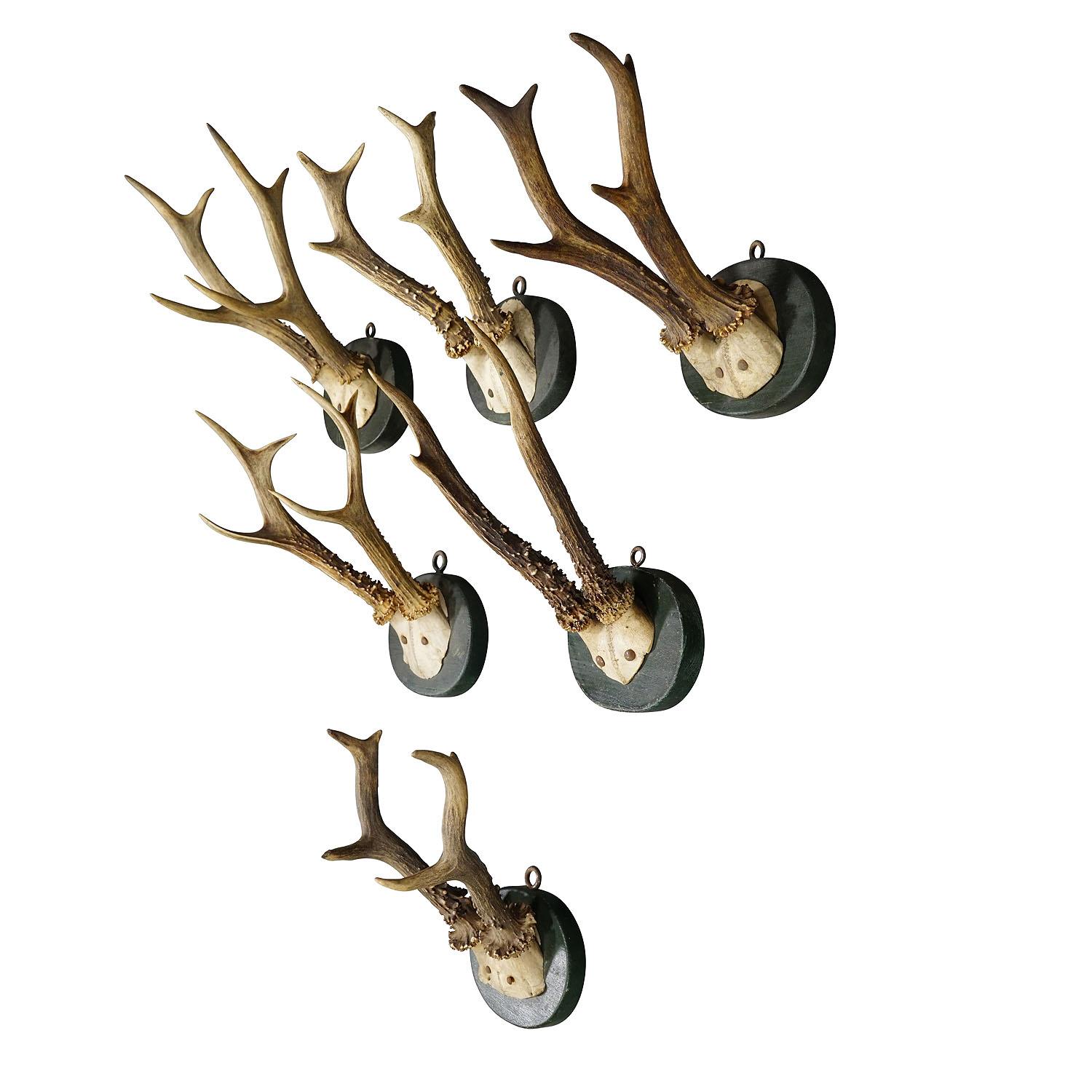 A Set of Six Antique Black Forest Deer Trophies on Wooden Plaques 1880s

A set of six antique Black Forest roe deer (Capreolus capreolus) trophies mounted on turned wooden plaques with a dark green finish. The trophies were shot in Germany in the