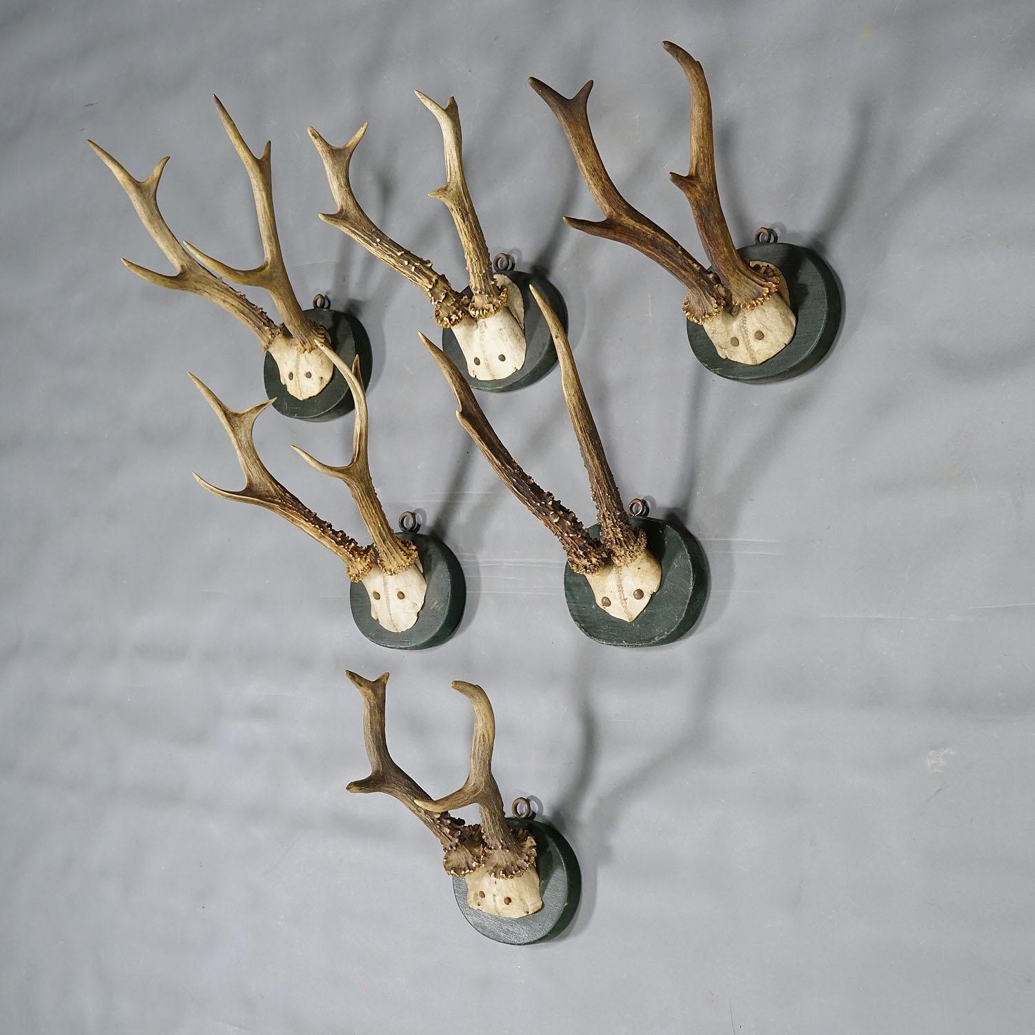 Rustic A Set of Six Antique Black Forest Deer Trophies on Wooden Plaques 1880s For Sale