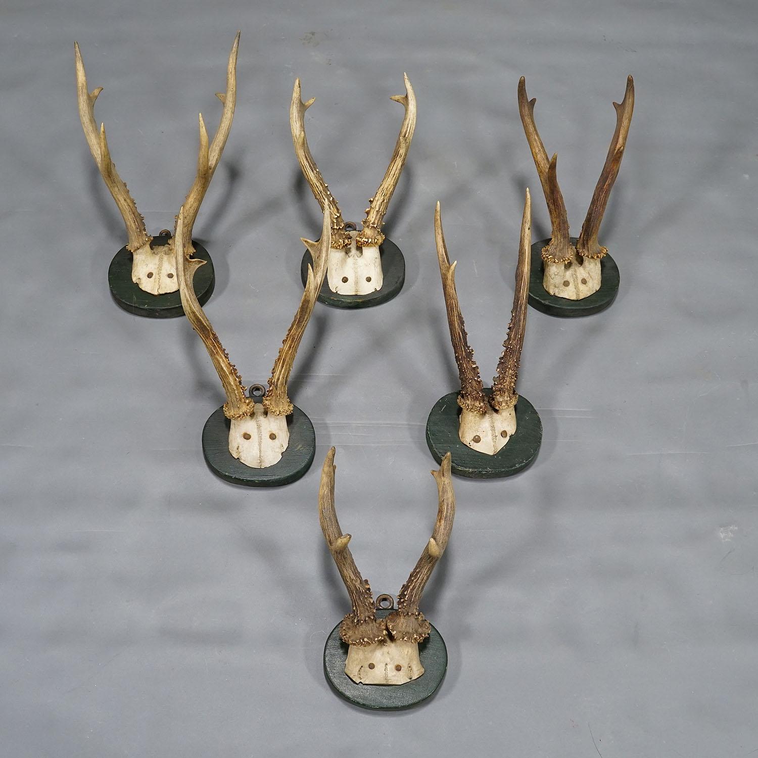 German A Set of Six Antique Black Forest Deer Trophies on Wooden Plaques 1880s For Sale