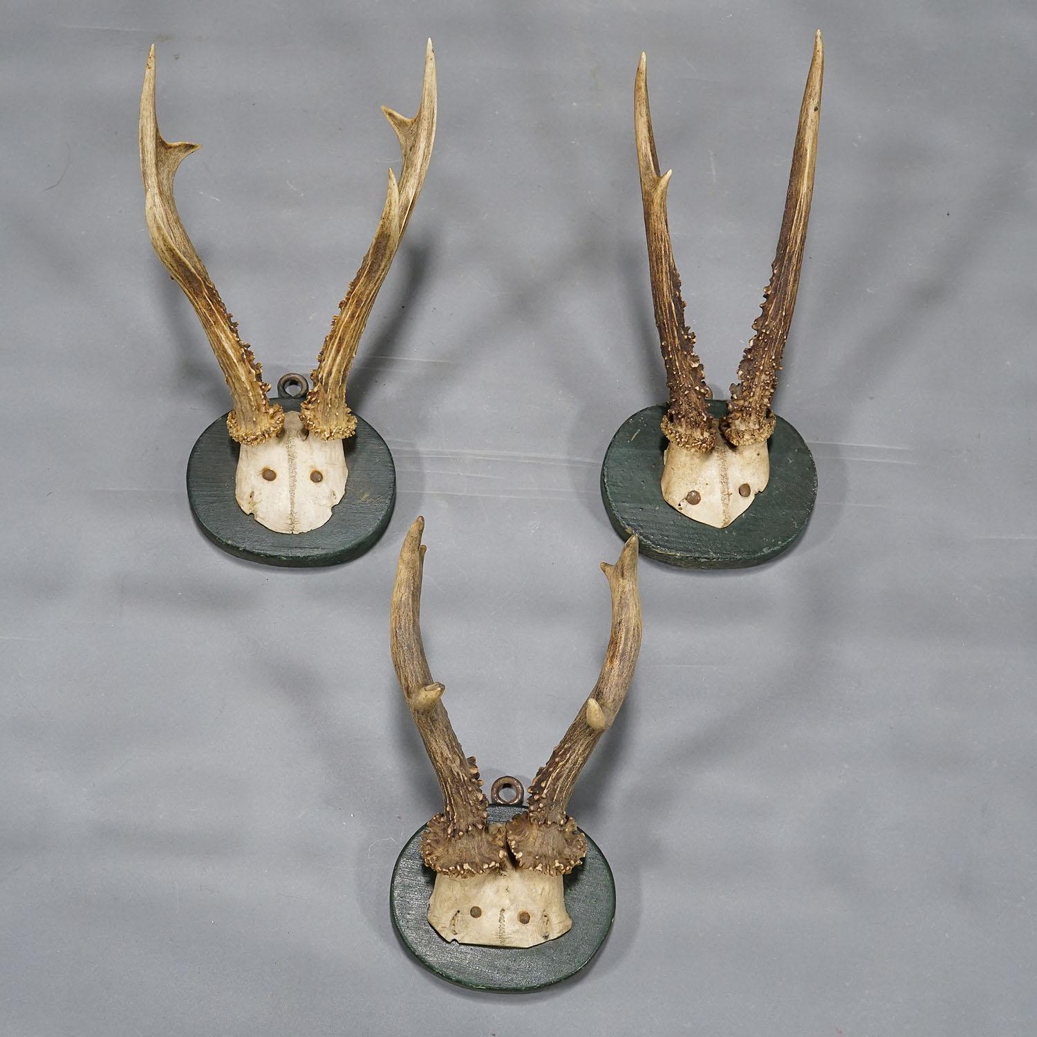 A Set of Six Antique Black Forest Deer Trophies on Wooden Plaques 1880s In Good Condition For Sale In Berghuelen, DE