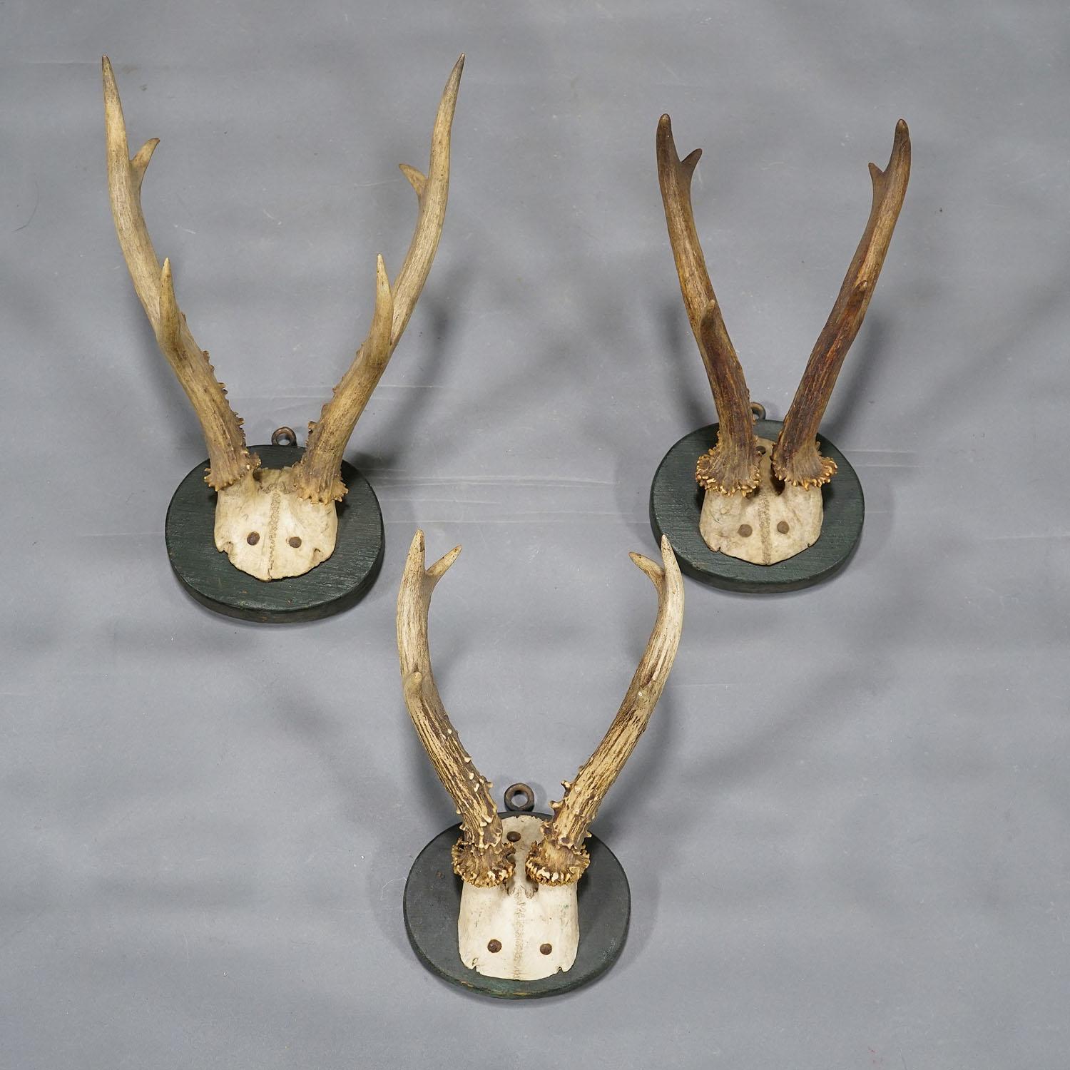 19th Century A Set of Six Antique Black Forest Deer Trophies on Wooden Plaques 1880s For Sale