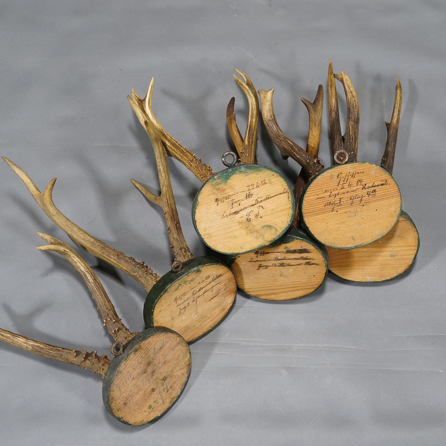 Antler A Set of Six Antique Black Forest Deer Trophies on Wooden Plaques 1880s For Sale