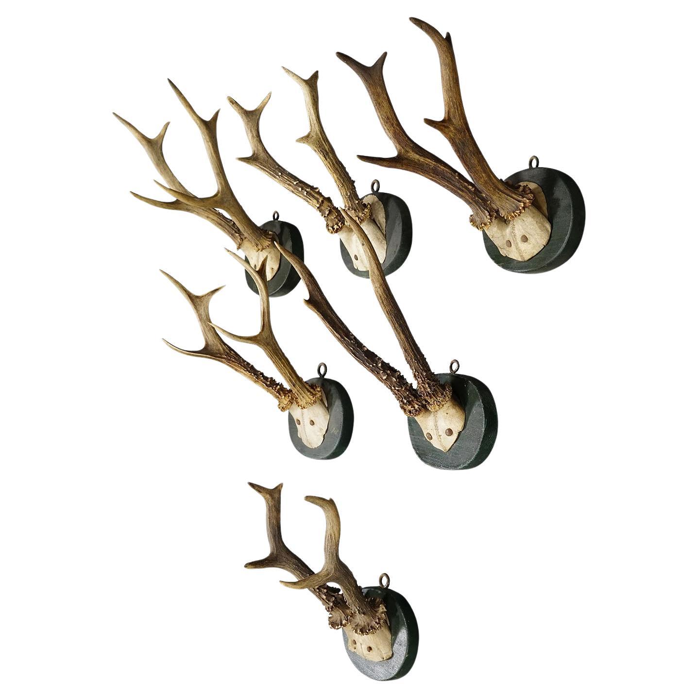 A Set of Six Antique Black Forest Deer Trophies on Wooden Plaques 1880s