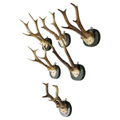 A Set of Six Antique Black Forest Deer Trophies on Wooden Plaques 1880s