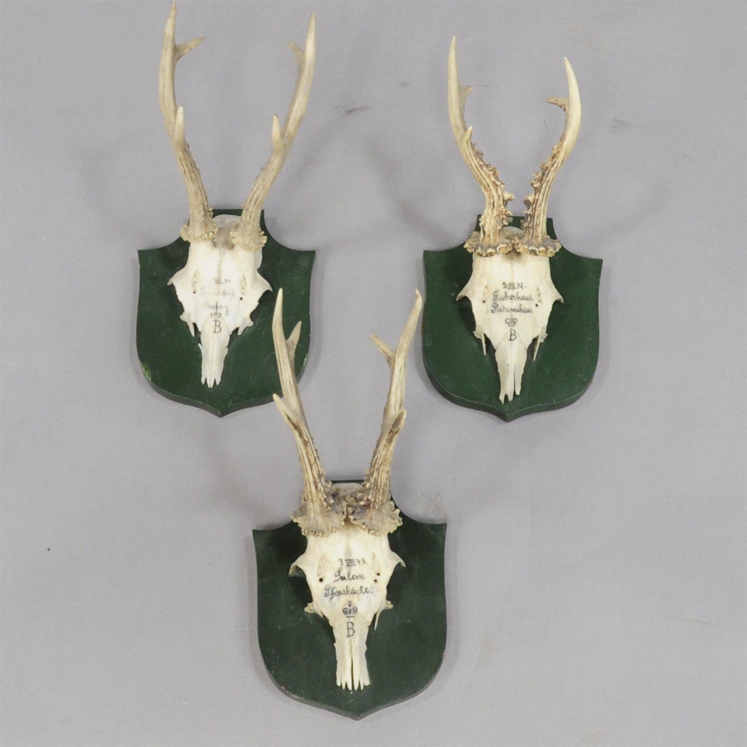 Rustic Set of Six Deer Trophies from Palace Salem, Germany