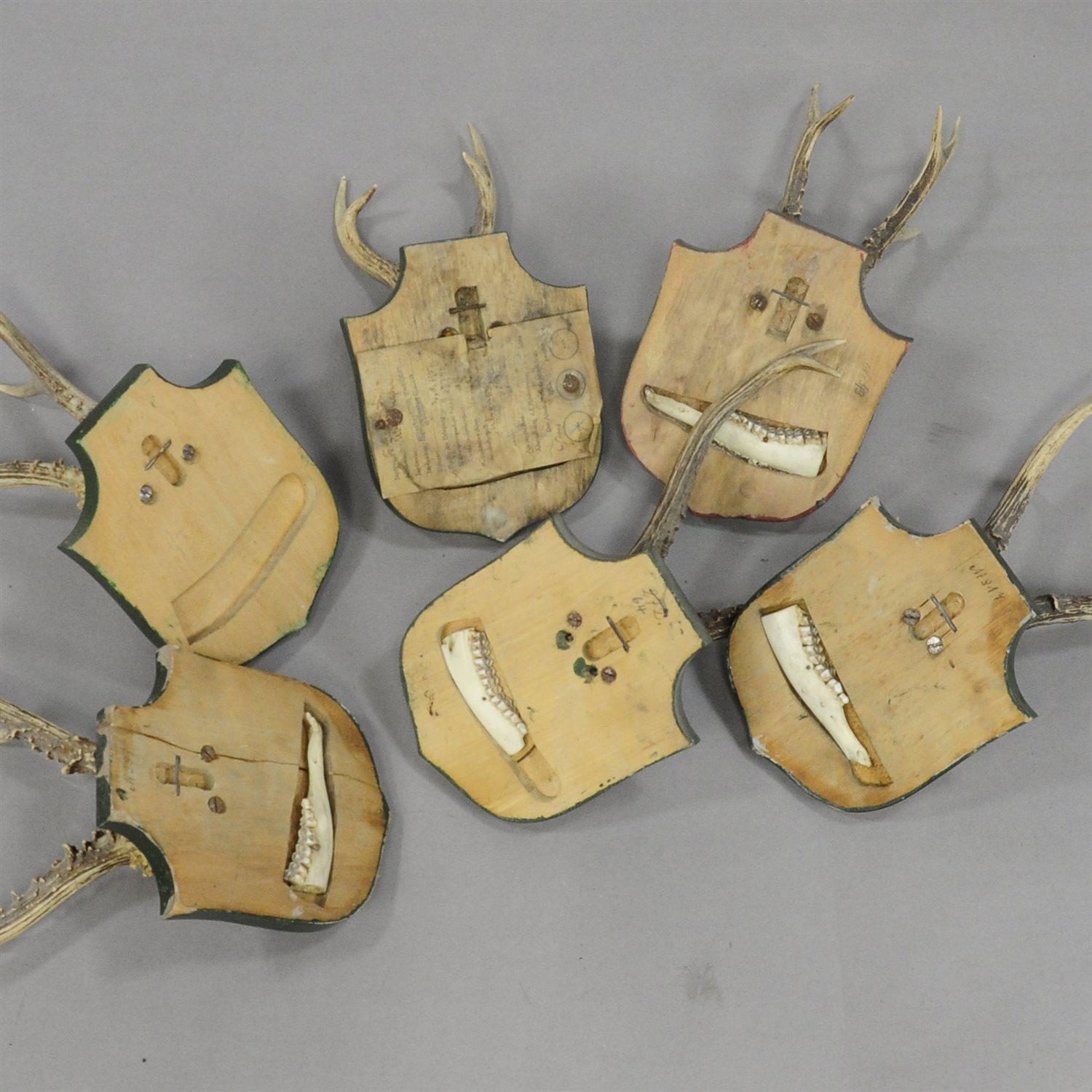 Set of Six Deer Trophies from Palace Salem, Germany In Good Condition In Berghuelen, DE