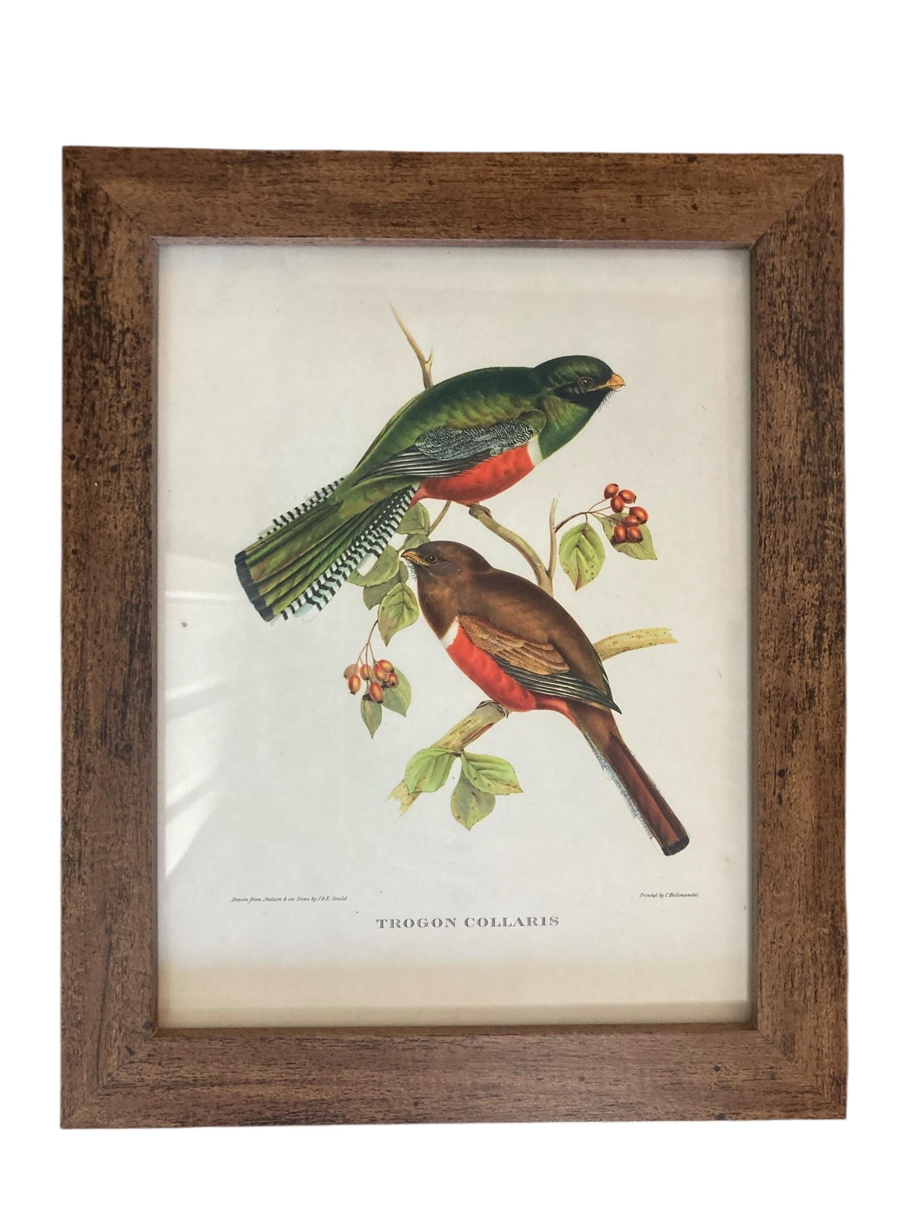 Mid-Century moderno Un set di sei uccelli tropicali ornitologici di John Goulds in vendita