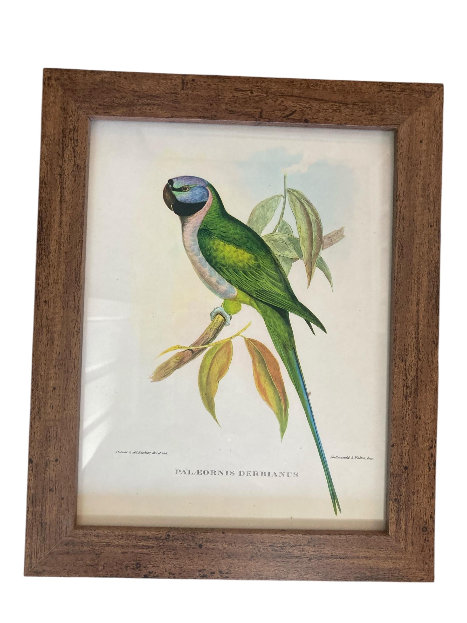 Britannico Un set di sei uccelli tropicali ornitologici di John Goulds in vendita