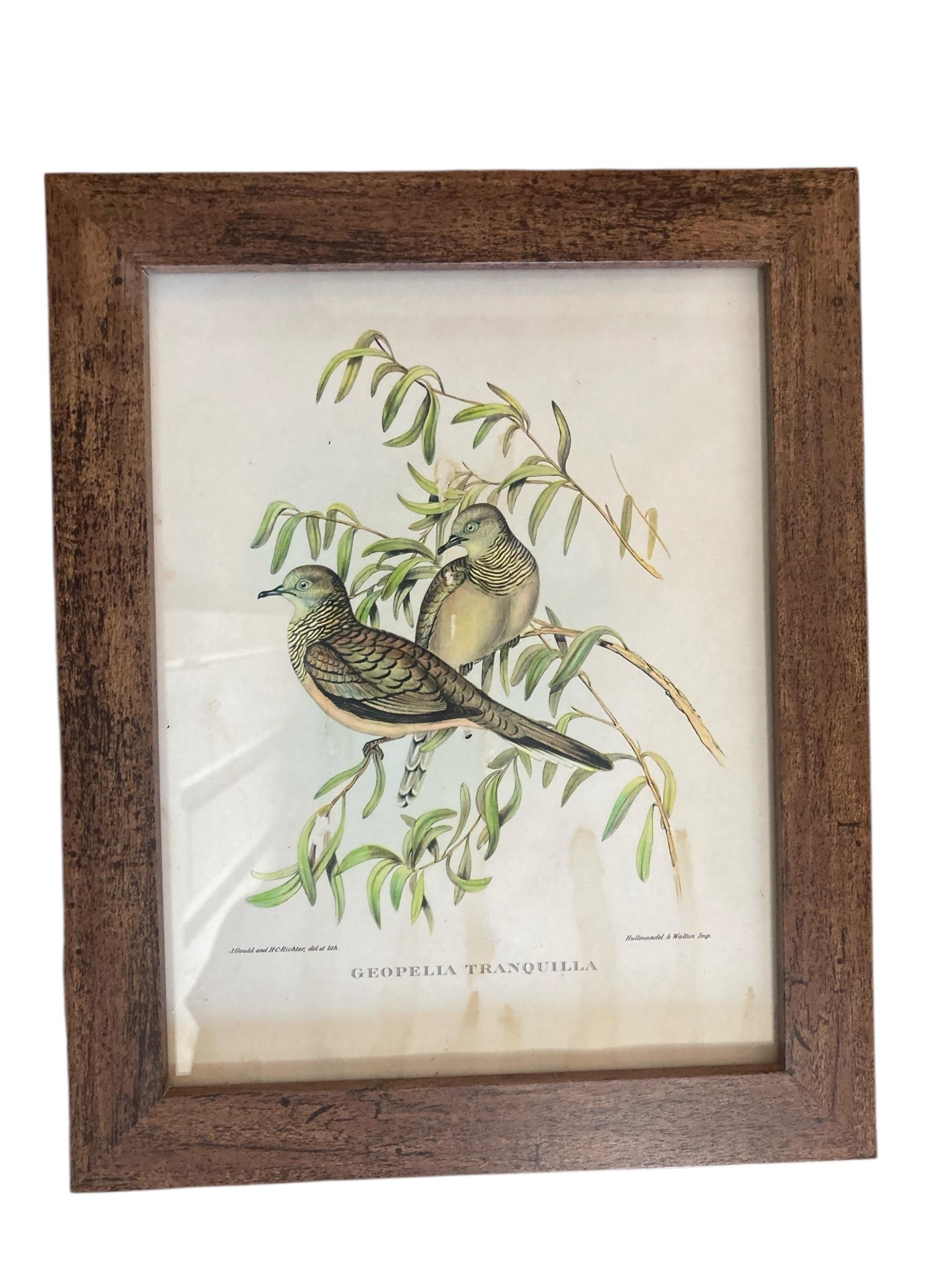 Un set di sei uccelli tropicali ornitologici di John Goulds In condizioni buone in vendita a Bishop's Stortford, GB