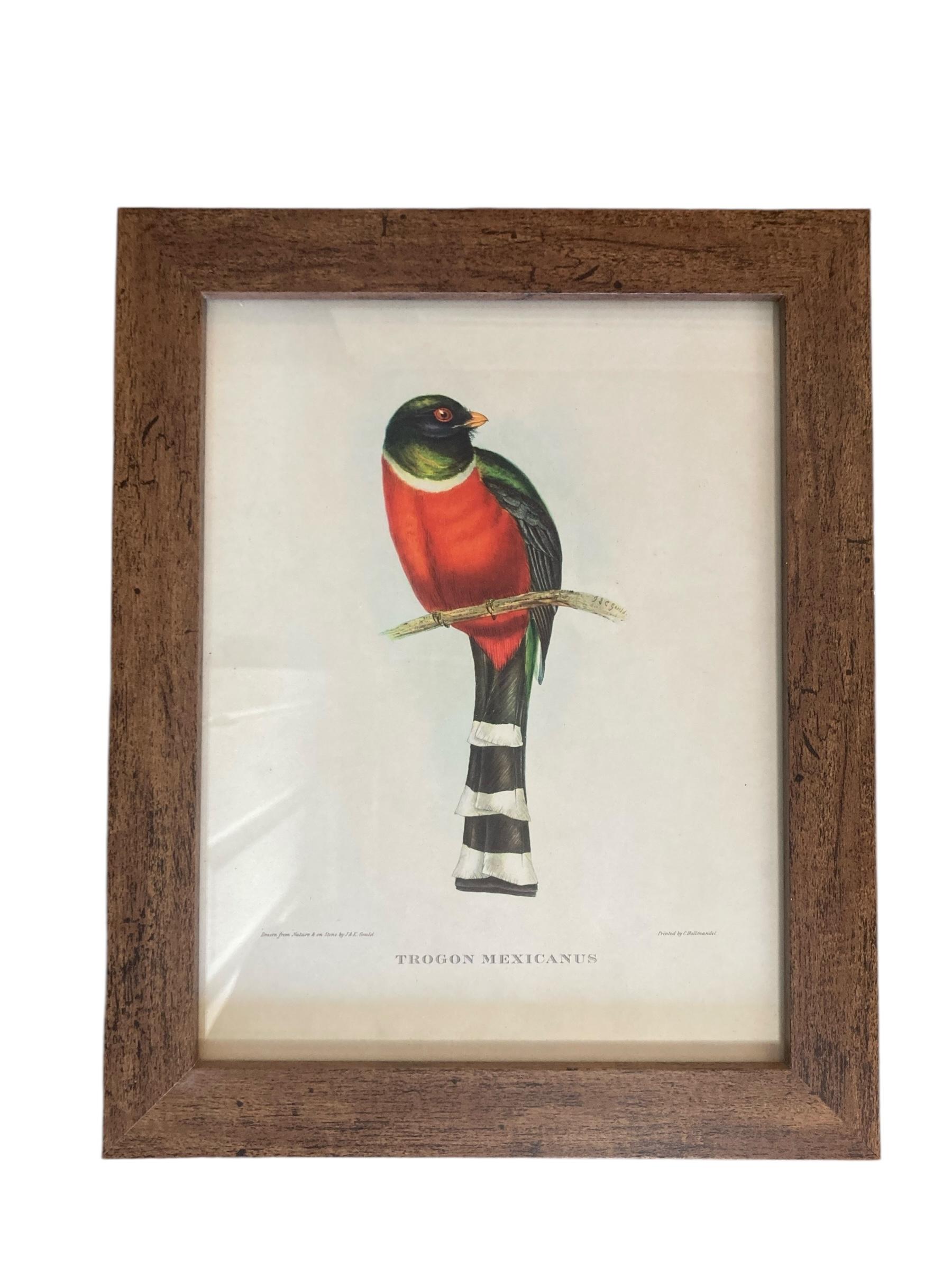 Vetro Un set di sei uccelli tropicali ornitologici di John Goulds in vendita