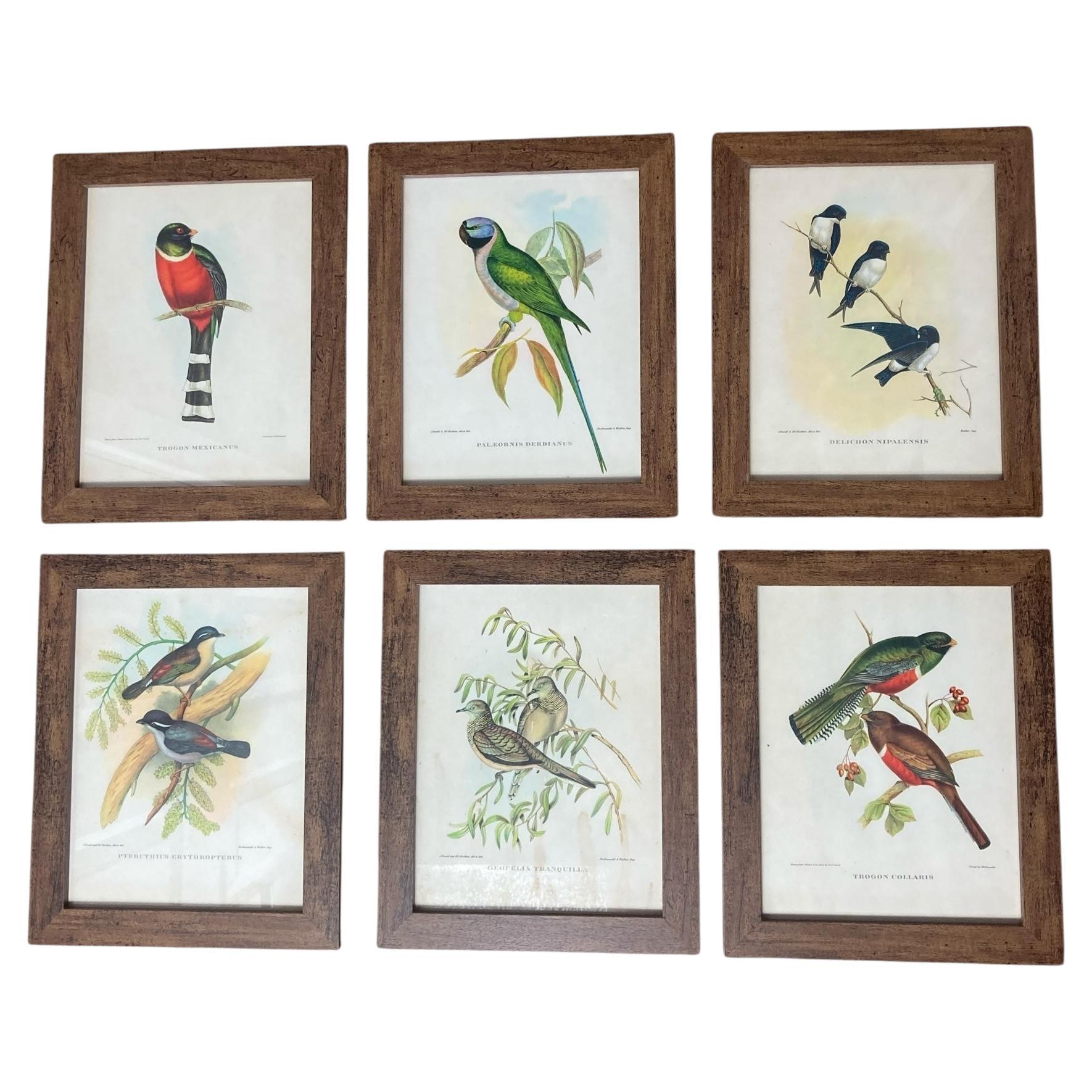 Un set di sei uccelli tropicali ornitologici di John Goulds in vendita