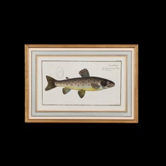 A Set of Three 19th Century Coloured Lithographic Prints of Fish