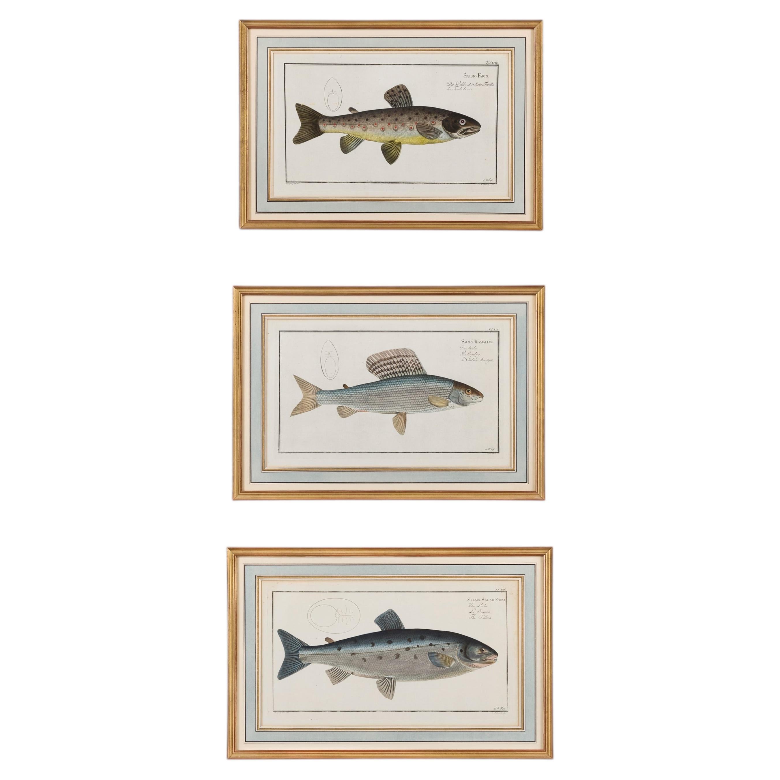 Ein Satz von drei kolorierten lithografischen Drucken von Fischen aus dem 19.