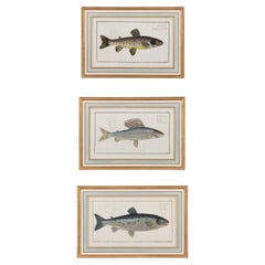 A Set of Three 19th Century Coloured Lithographic Prints of Fish