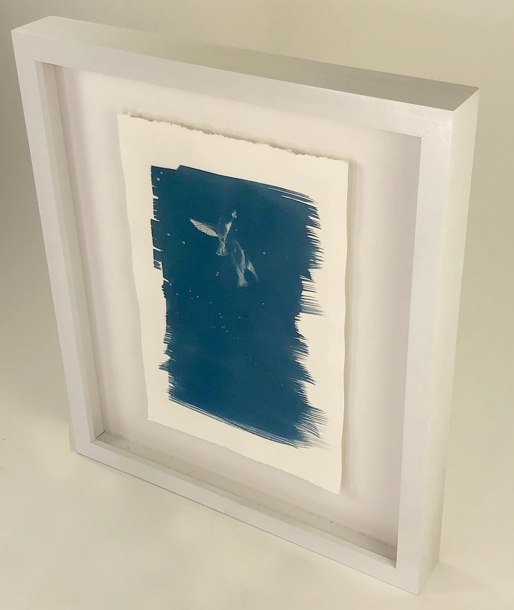 Américain Ensemble de trois tirages cyanotypes encadrés de l'artiste Sara L. Morton en vente