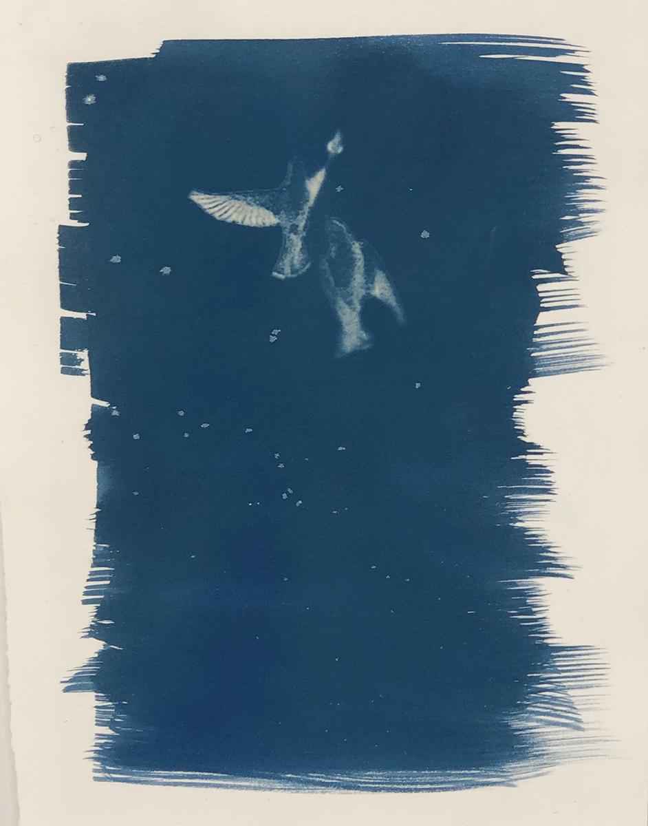Ensemble de trois tirages cyanotypes encadrés de l'artiste Sara L. Morton en vente 1