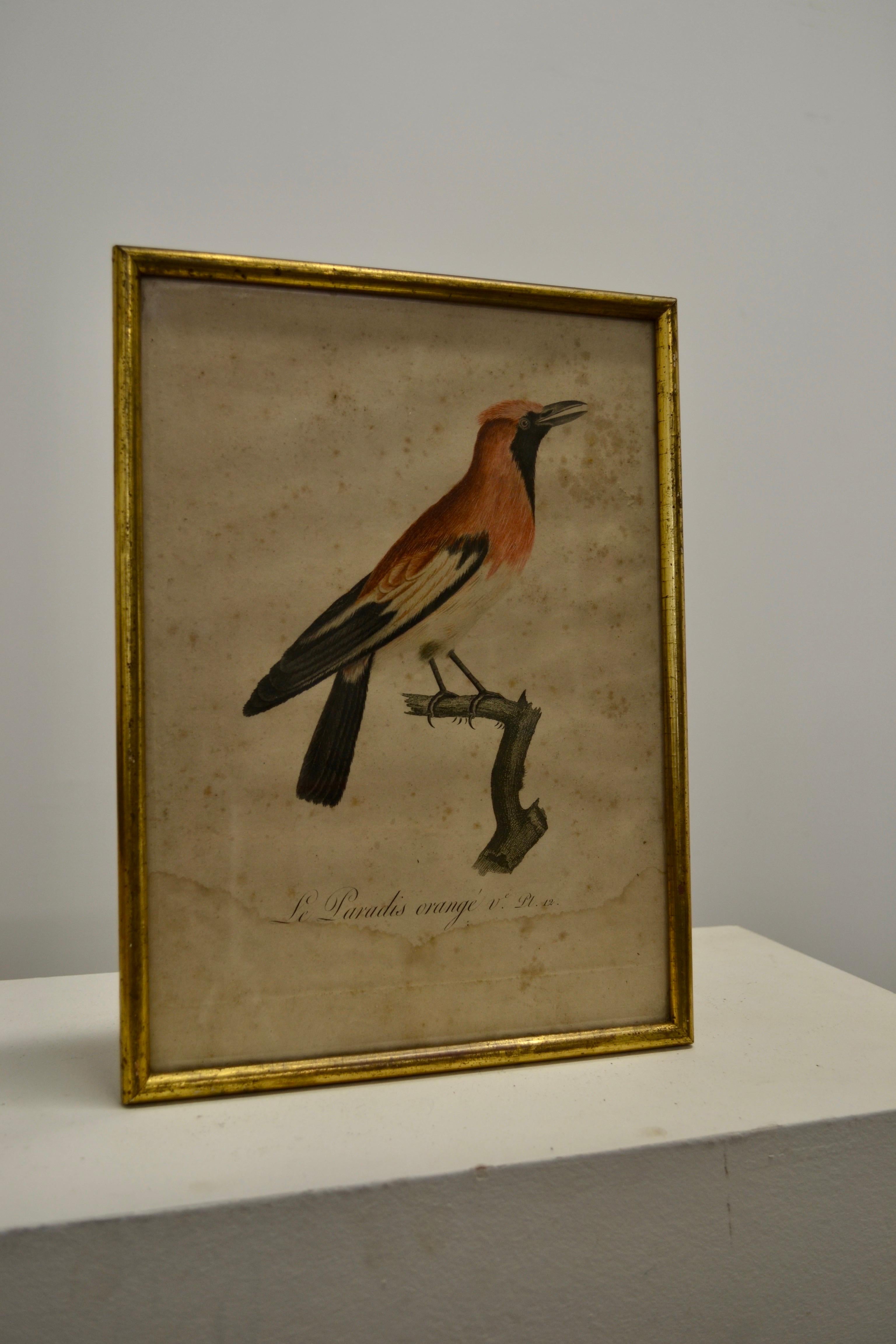 Conjunto de tres grabados ornitológicos - Principios del siglo XX

Precioso conjunto de tres láminas ornitológicas de principios del siglo XX, que representan diversas especies de aves con notable precisión y elegancia. Estas ilustraciones antiguas,