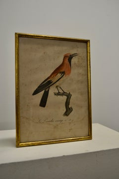 A Set of Three Ornithological Engravings – Early 20th Century - France