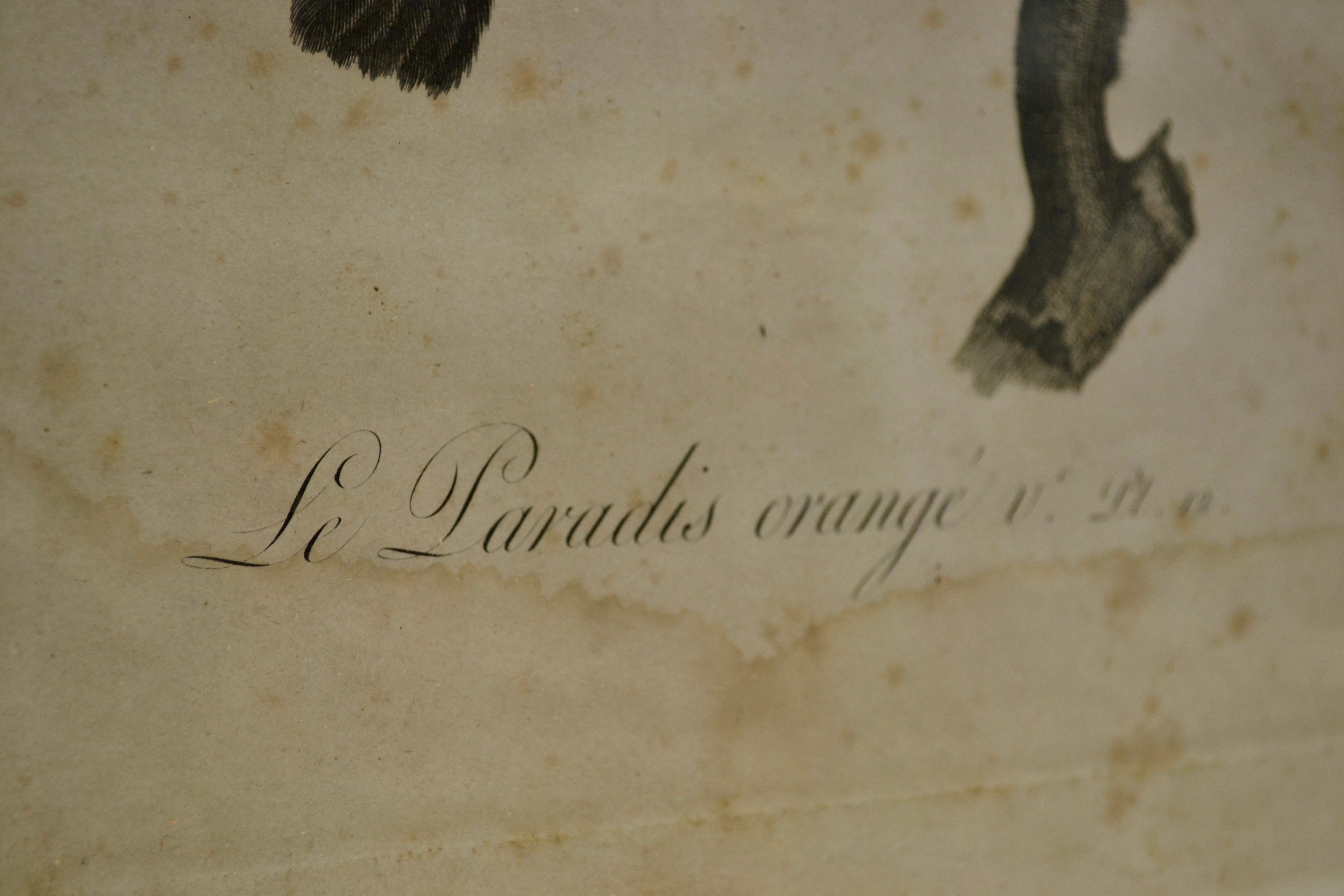 Conjunto de tres grabados ornitológicos - Principios del siglo XX - Francia Francés en venta