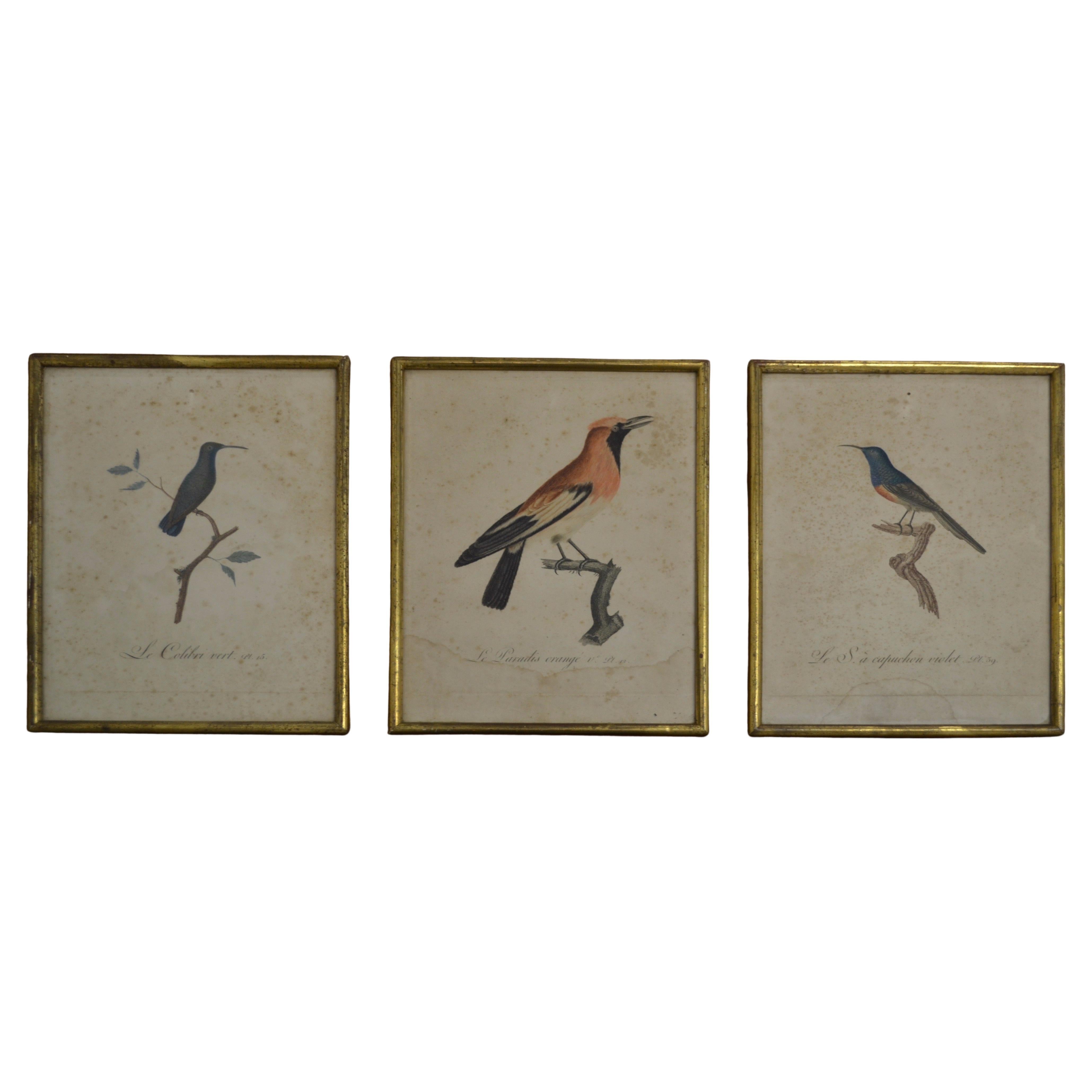 Conjunto de tres grabados ornitológicos - Principios del siglo XX - Francia en venta