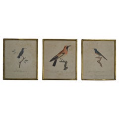 A Set of Three Ornithological Engravings – Early 20th Century - France