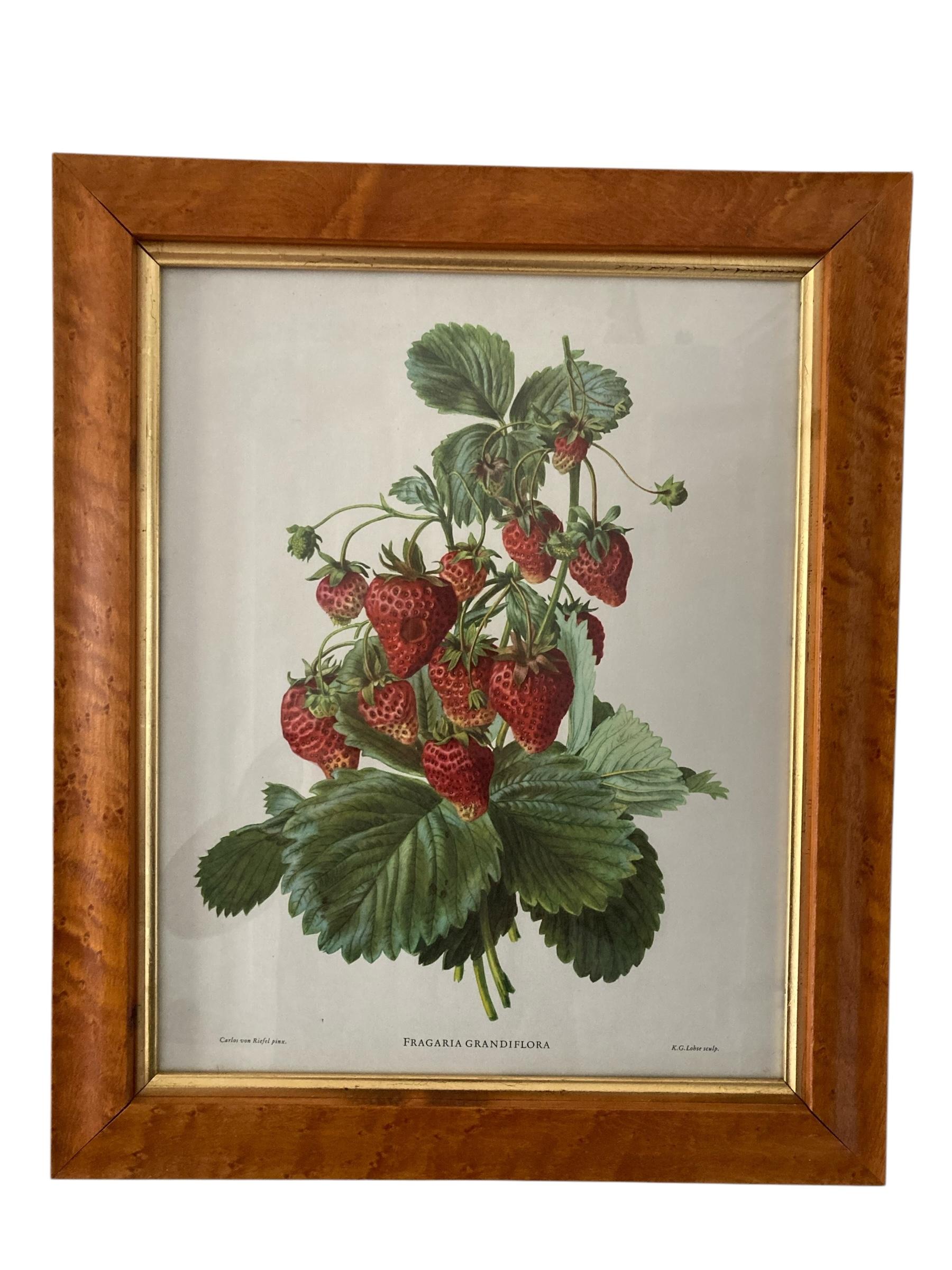 A set of Three Walnut framed Botanical and Bird Pictures Printed C Hall Mandel For Sale 6