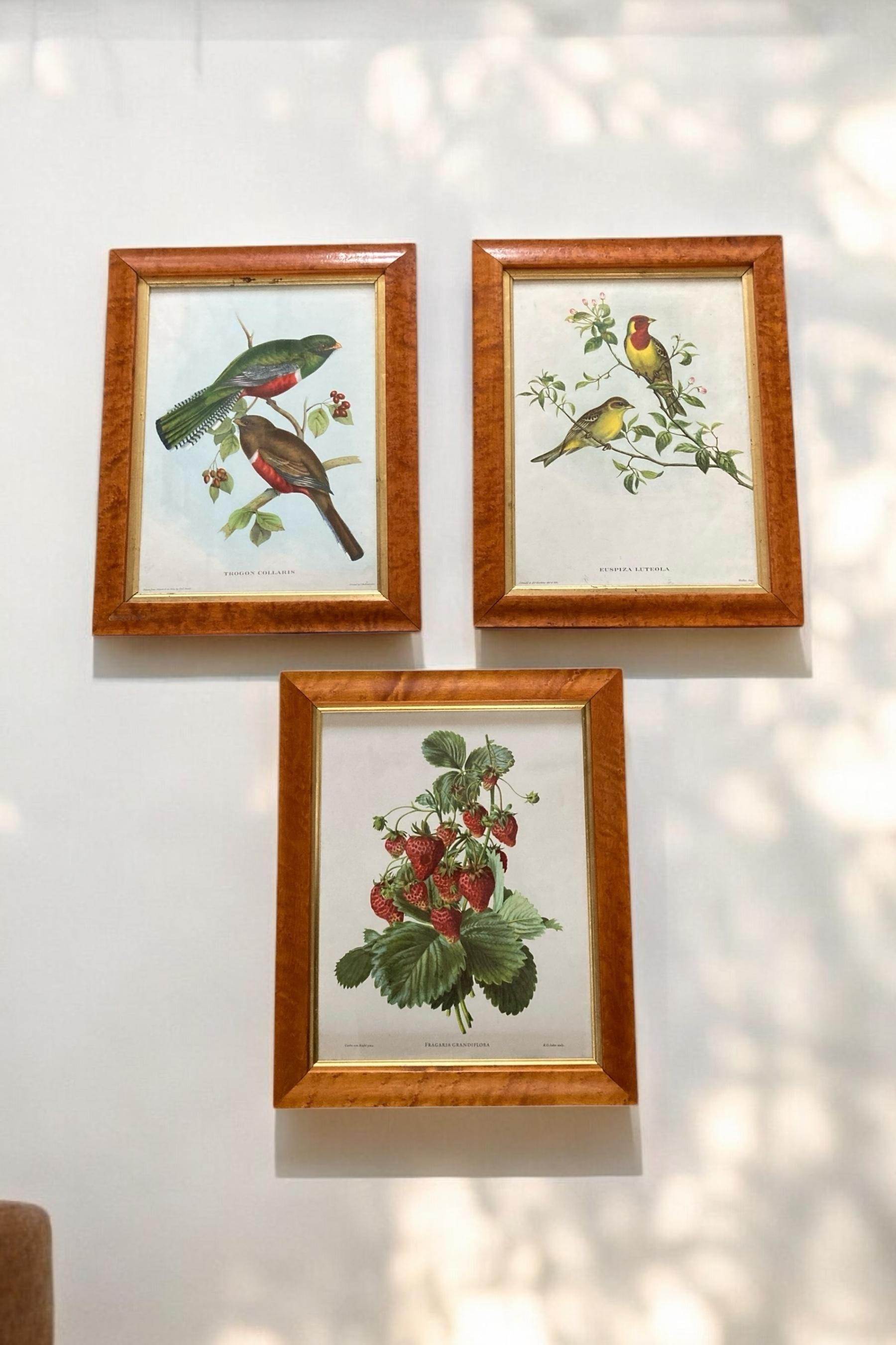 A set of Three Walnut framed Botanical and Bird Pictures Printed C Hall Mandel For Sale 7