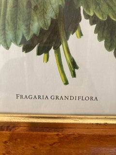 A set of Three Walnut framed Botanical and Bird Pictures Printed C Hall Mandel