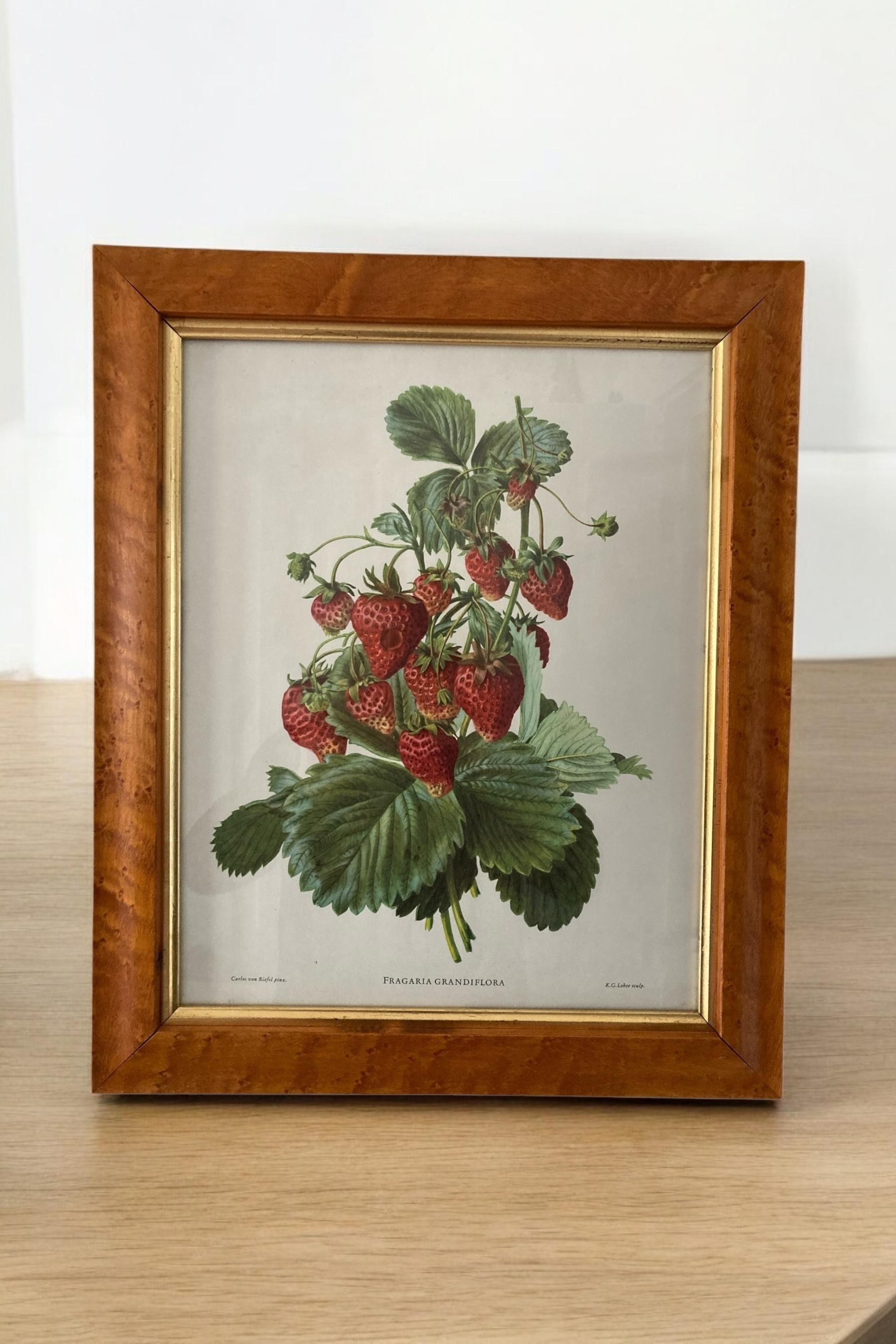 British A set of Three Walnut framed Botanical and Bird Pictures Printed C Hall Mandel For Sale