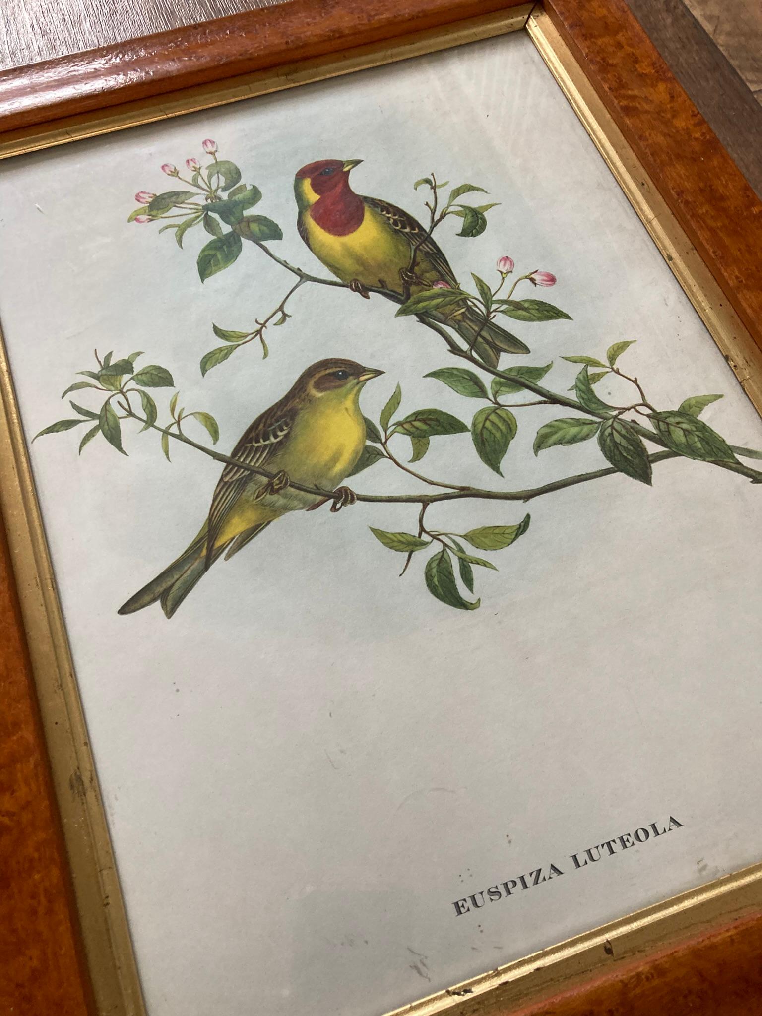 A set of Three Walnut framed Botanical and Bird Pictures Printed C Hall Mandel In Good Condition For Sale In Bishop's Stortford, GB