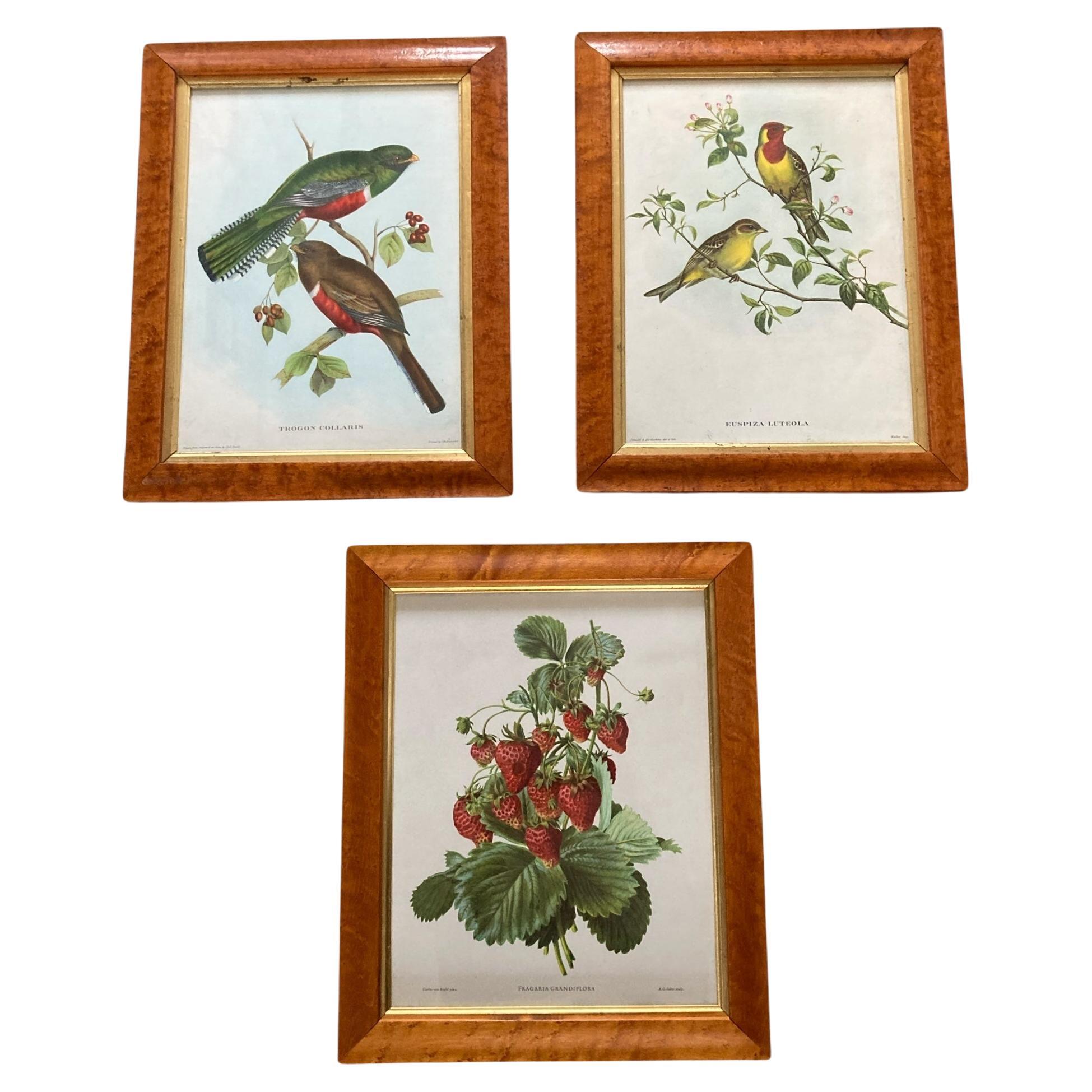 A set of Three Walnut framed Botanical and Bird Pictures Printed C Hall Mandel