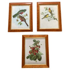 Ein Satz von drei gerahmten botanischen und Vogelbildern aus Nussbaumholz, bedruckt C Hall Mandel