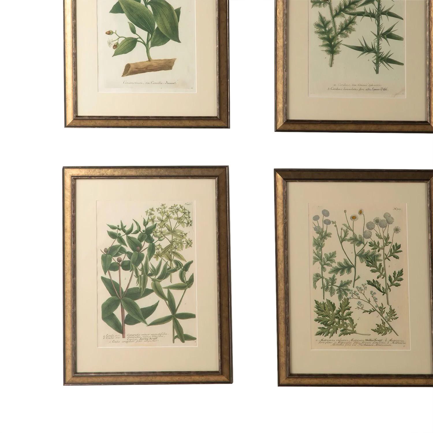 A set of twelve Weinmann botanical engravings from the 18th century, framed in Italian widen frames with true view glass that affords protection and helps with cutting reflection and so affords clear picture image quality.
  