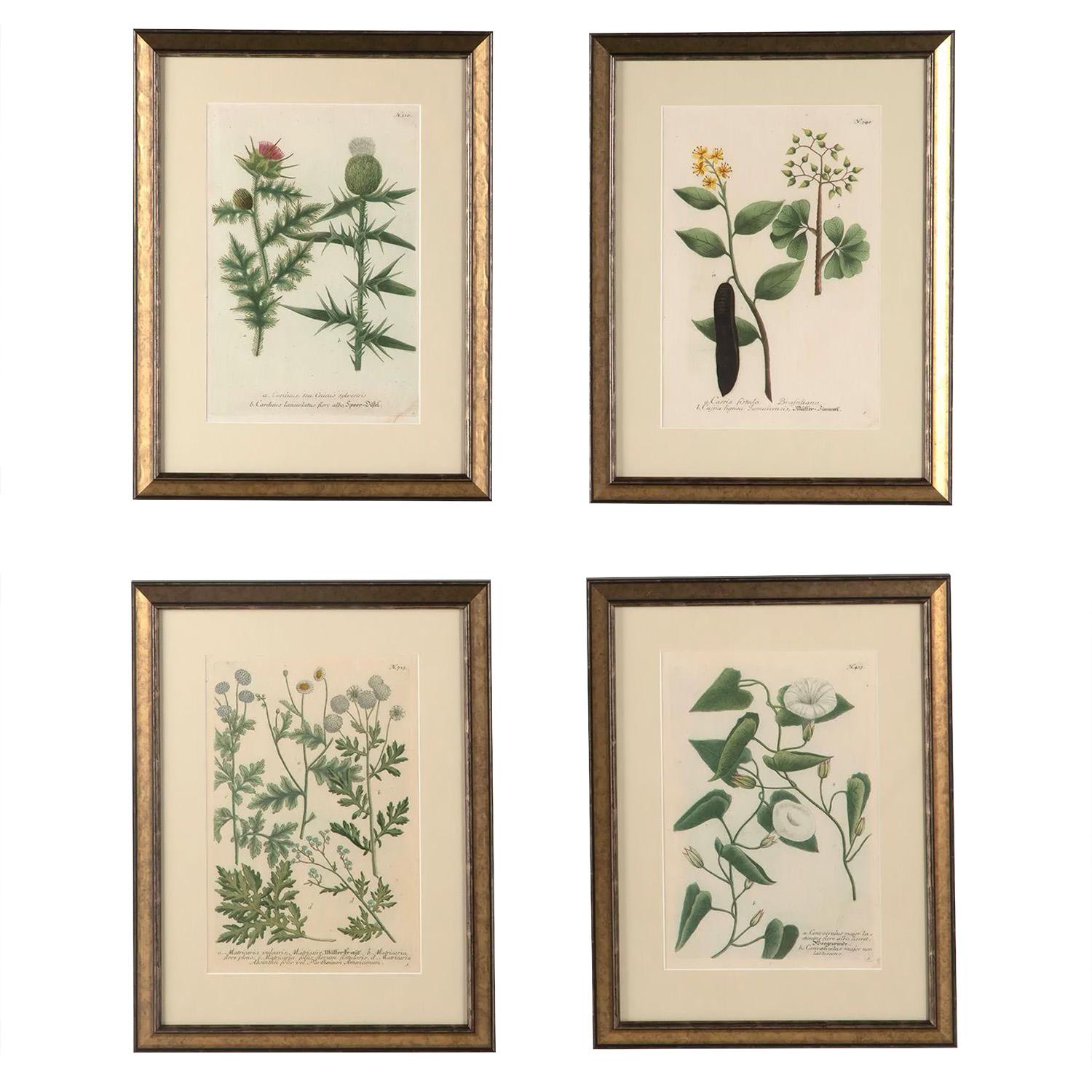 Swiss Set of Twelve Weinmann Botanical Engravings