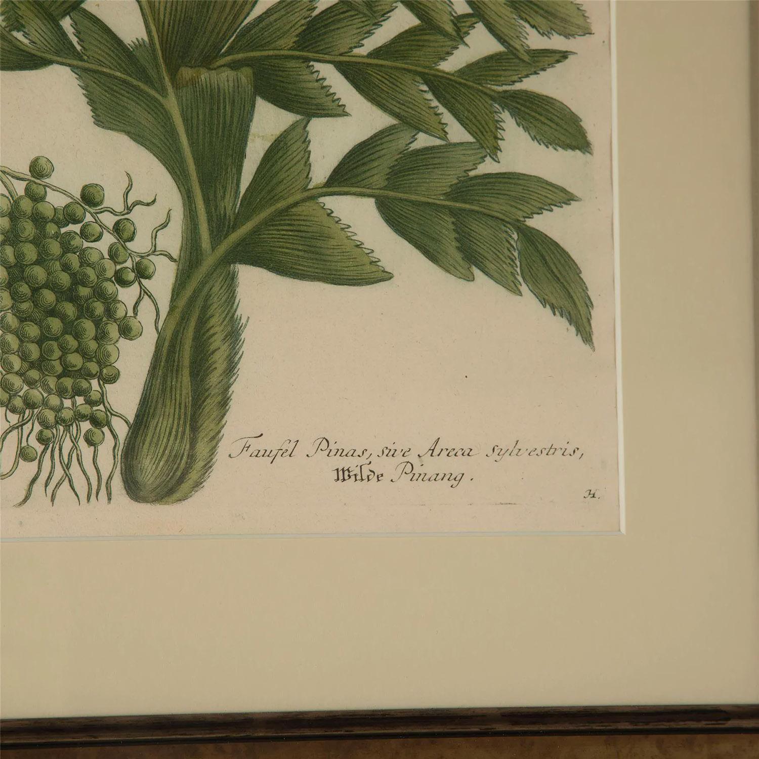 18th Century and Earlier Set of Twelve Weinmann Botanical Engravings