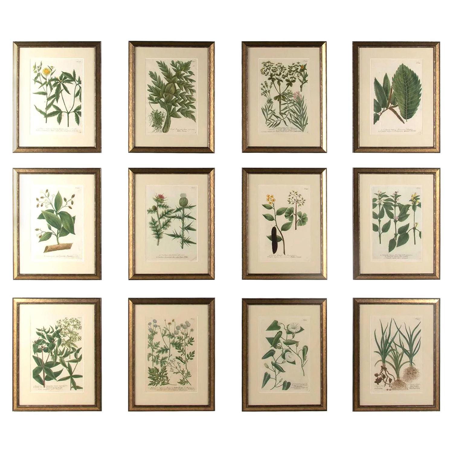 Set of Twelve Weinmann Botanical Engravings