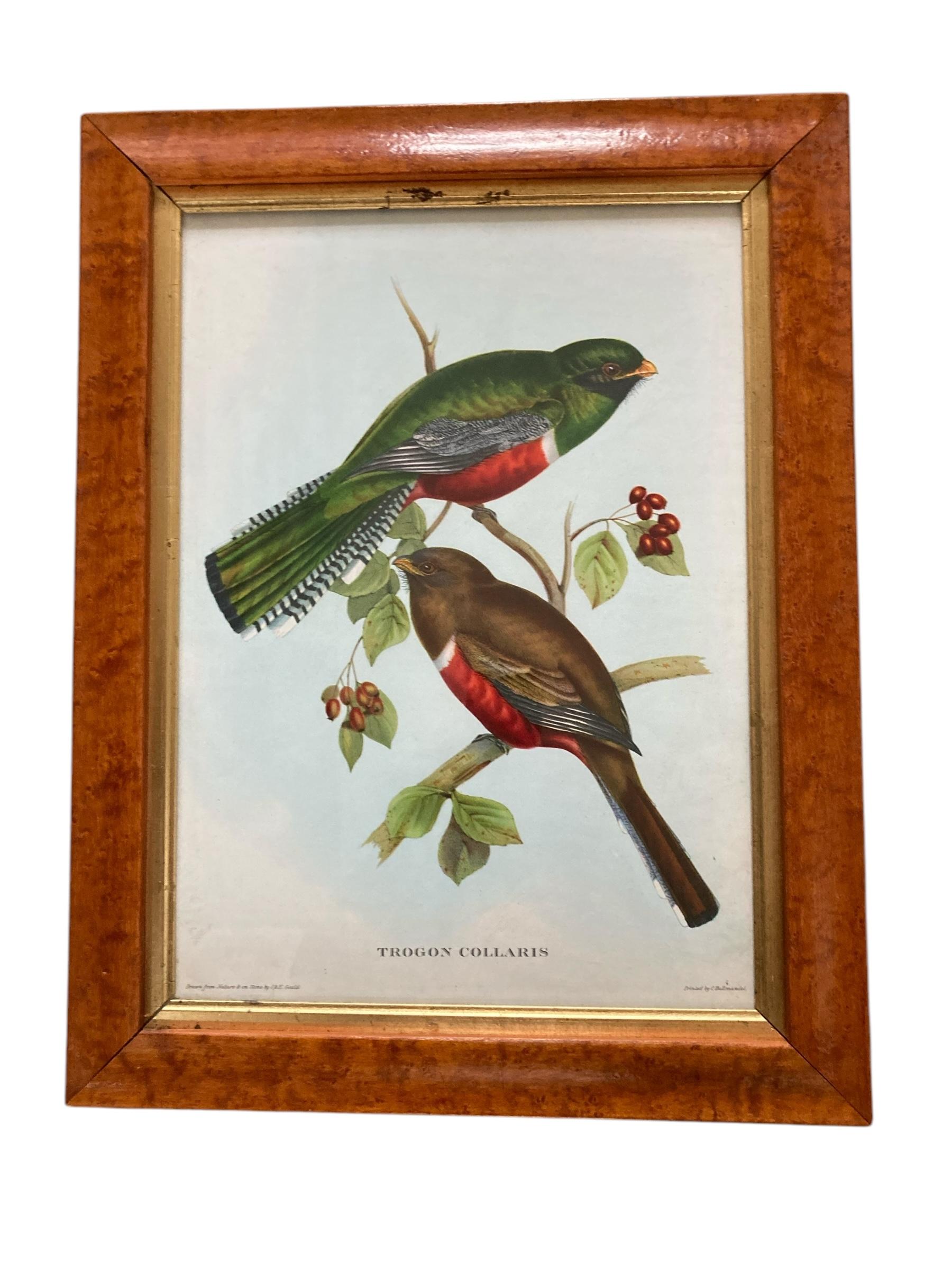 A set of two Bird Prints in a Walnut Frame. These exquisite framed pictures featuring stunning depictions of birds each meticulously crafted to showcase vibrant colors and intricate details, bringing a touch of nature's beauty into your home.
