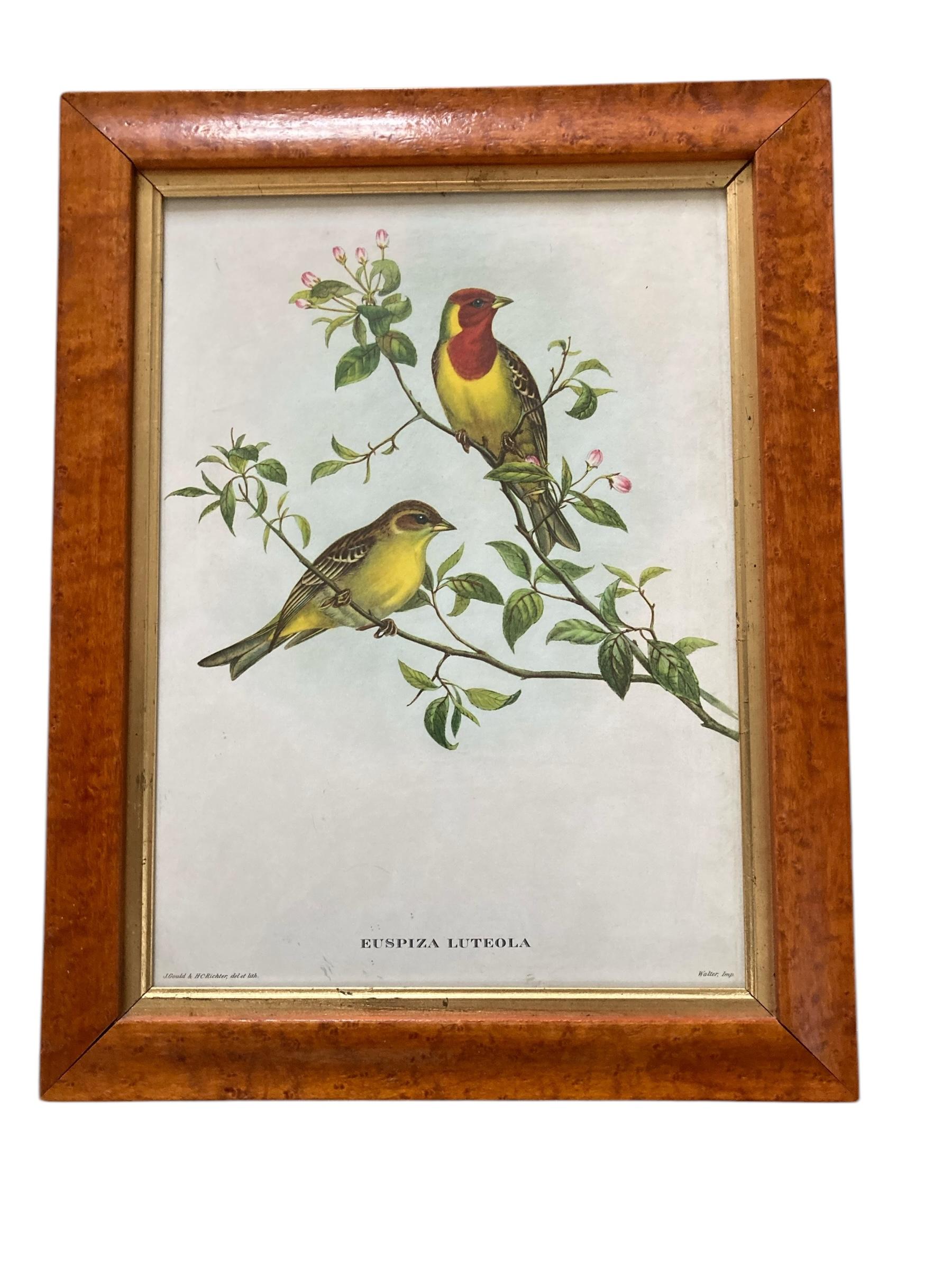Victorian A set of two Bird Prints in a Walnut Frame Printed C Hall Mandel, 'Drawn from Na For Sale