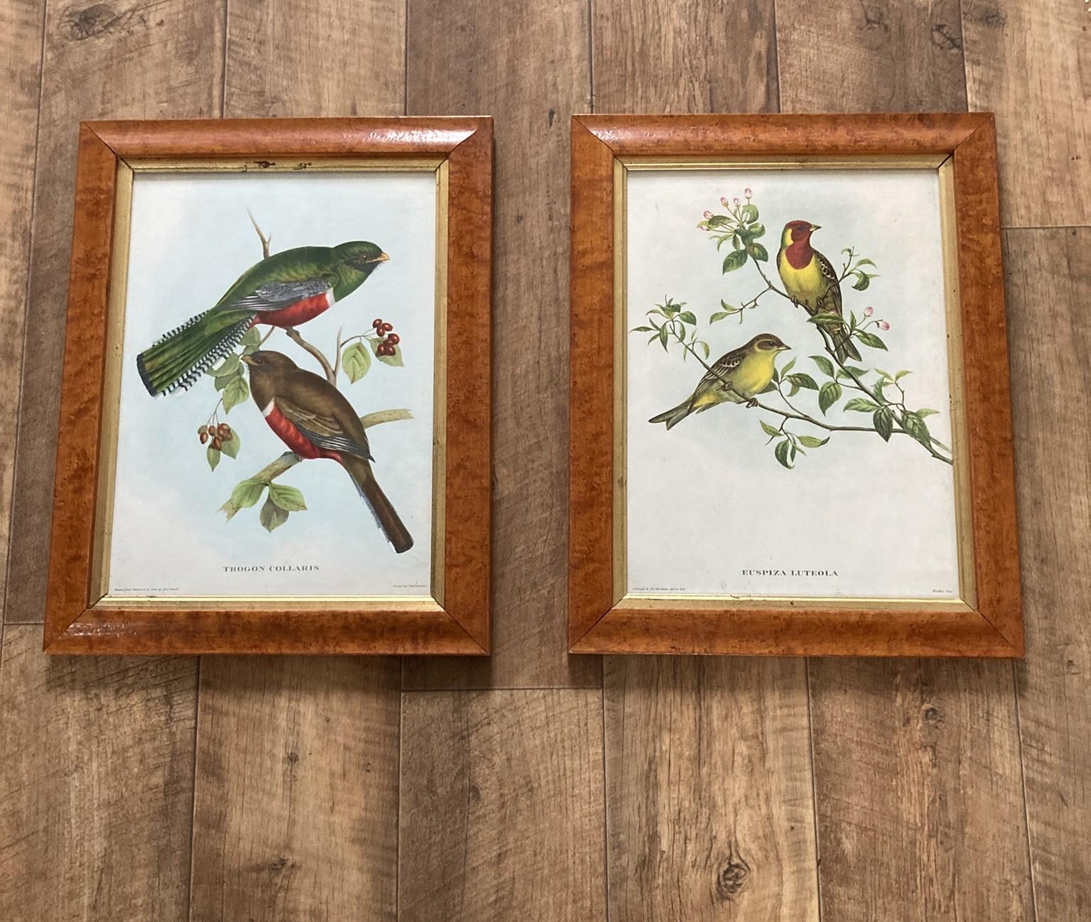 British A set of two Bird Prints in a Walnut Frame Printed C Hall Mandel, 'Drawn from Na For Sale