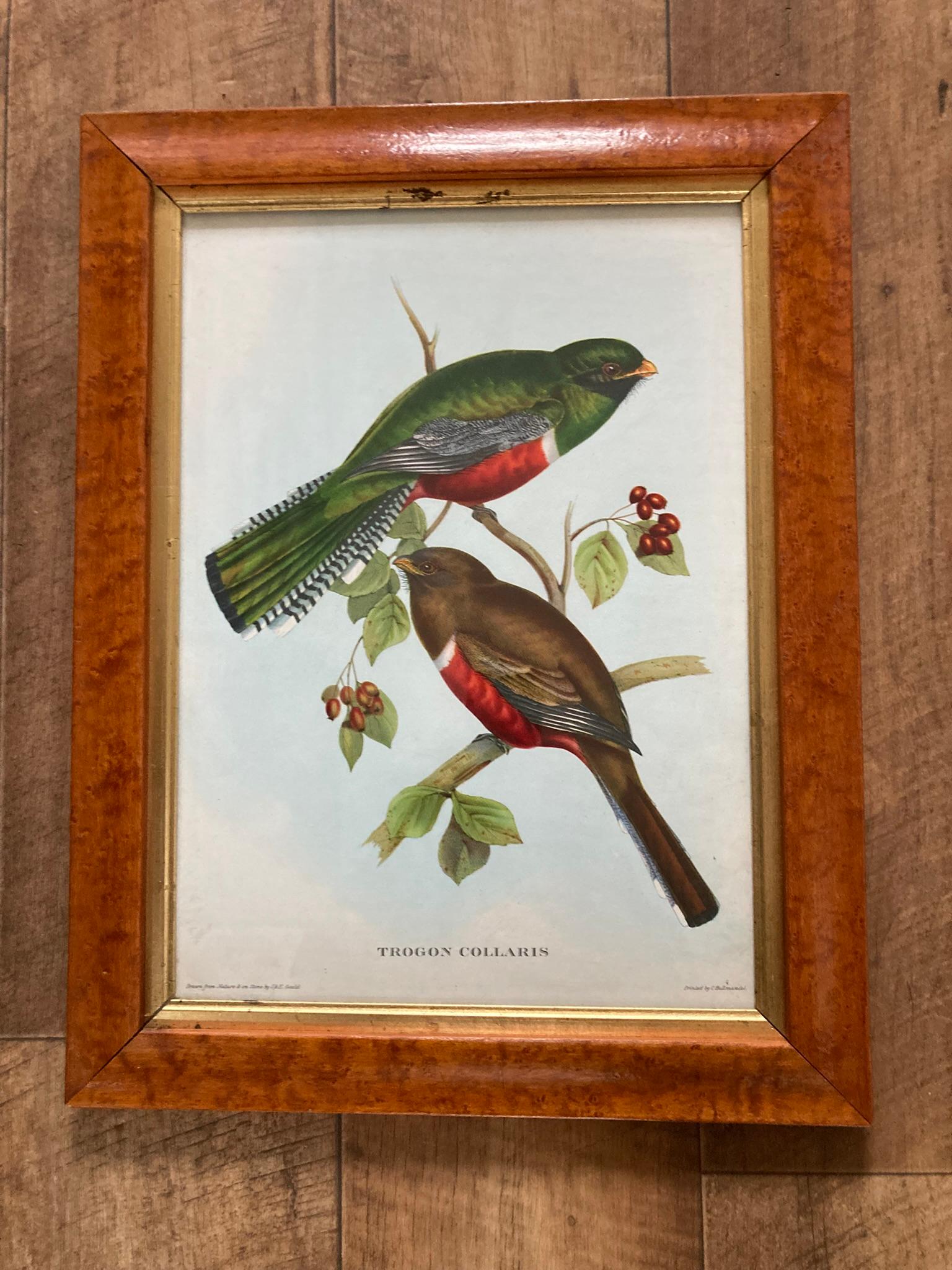 A set of two Bird Prints in a Walnut Frame Printed C Hall Mandel, 'Drawn from Na In Good Condition For Sale In Bishop's Stortford, GB