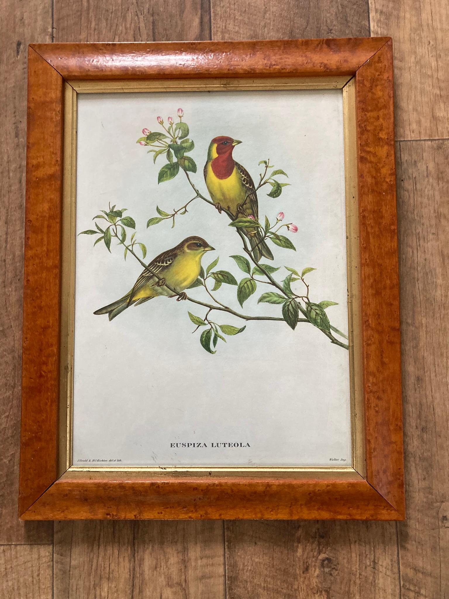 19th Century A set of two Bird Prints in a Walnut Frame Printed C Hall Mandel, 'Drawn from Na For Sale